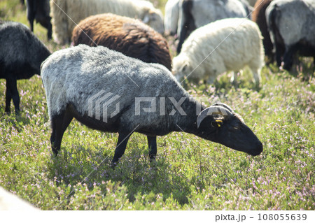 Goat on the Fischbeker Heide, Hamburg, Germany. High quality photo 108055639