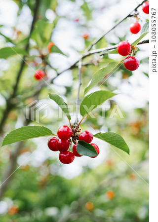 Ripe organic cherries on a tree in the garden in summer 108055767