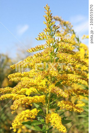 セイタカアワダチソウ 108055970