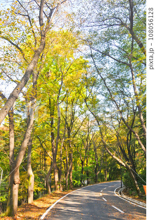 Autumn green lush forest trees with small road walkway in the morning in Seoul, South Korea Autumn green lush forest trees with small road walkway in the morning in Seoul, South Korea 108056128