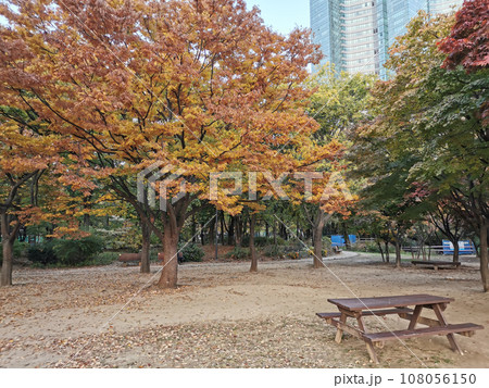Wooden bench with Fall maple leaves foliage in Seoul Forest park in Seongdong-Gu area. Wooden bench with Fall maple leaves foliage in Seoul Forest park in Seongdong-Gu area. 108056150