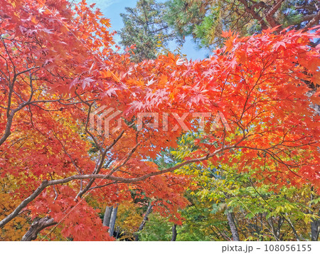Fall maple leaves foliage in orange and green colour in deep forest of Autumn in Seoul, South Korea Fall maple leaves foliage in orange and green colour in deep forest of Autumn in Seoul, South Korea 108056155