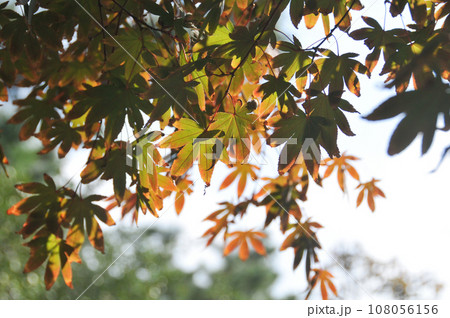 Fall maple leaves foliage in orange and green colour in early Autumn in Korea 108056156