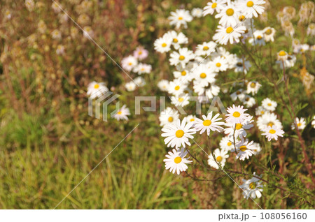 Group of beautiful cute daisy white flowers in the afternoon in Autumn 108056160