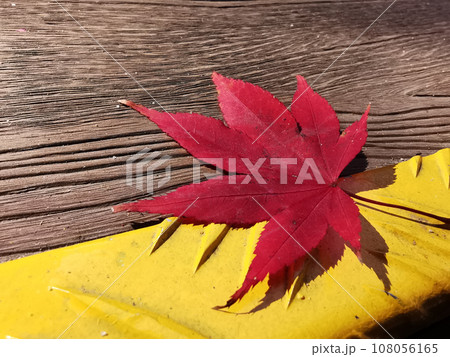 Red maple leave tree on wooden walkway in deep forest with beautiful colourful Autumn foliage trees scenery. 108056165