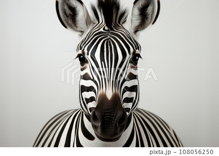 Black and white zebra portrait on white background 108056250