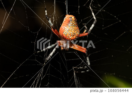 Araneus iviei, the tropical orb weaver spider, Tortuguero, Costa Rica wildlife. 108056444