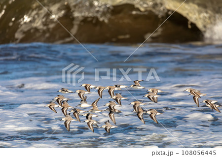 Western sandpiper, small shorebird. Tortuguero, Wildlife and birdwatching in Costa Rica. 108056445