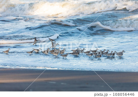 Western sandpiper, small shorebird. Tortuguero, Wildlife and birdwatching in Costa Rica. 108056446