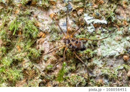 Eucynortula albipunctata, species of arachnids. Tortuguero, Costa Rica wildlife. Eucynortula albipunctata, species of arachnids. Tortuguero, Costa Rica wildlife. 108056451