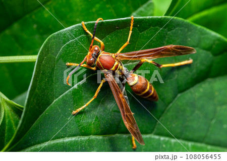 Polistes instabilis known as paper wasp . Monte Verde, Santa Elena, Costa Rica wildlife. Polistes instabilis known as paper wasp . Monte Verde, Santa Elena, Costa Rica wildlife. 108056455