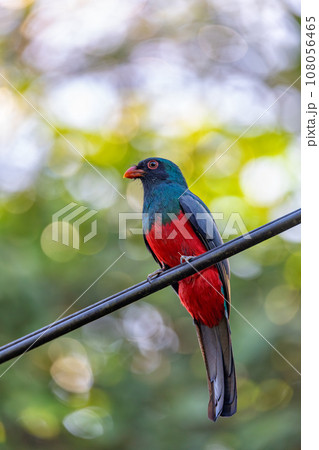 Slaty-tailed trogon, Trogon massena, passerine bird in Tortuguero, Wildlife and birdwatching in Costa Rica. 108056465