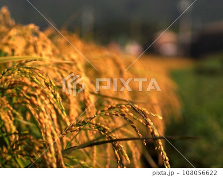 香長平野の秋の実り(黄金色に輝く稲穂のクローズアップ) 香長平野の秋の実り(黄金色に輝く稲穂のクローズアップ) 108056622