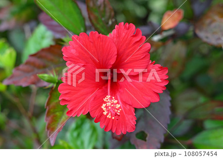 石垣島、ハイビスカスの花 石垣島、ハイビスカスの花 108057454