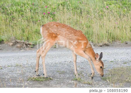 日暮れ前小鹿が一頭 【撮影地:北海道天塩川河口付近】6月 日暮れ前小鹿が一頭 【撮影地:北海道天塩川河口付近】6月 108058190