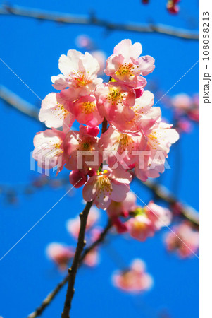 春の安行桜と青空の風景 春の安行桜と青空の風景 108058213