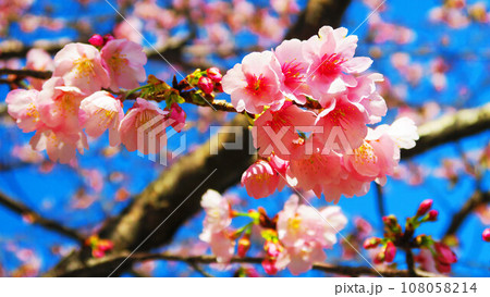 春の安行桜と青空の風景 108058214