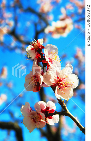 梅の花と青空の春の風景 108058372