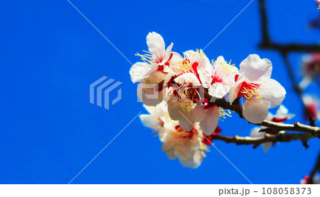梅の花と青空の春の風景 梅の花と青空の春の風景 108058373