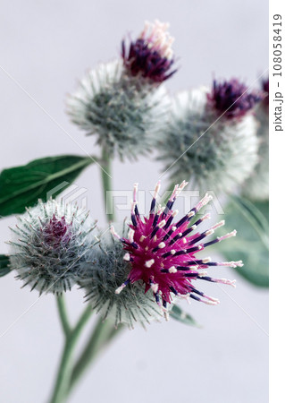 Burdock flowers close-up. Medicinal plant. 108058419