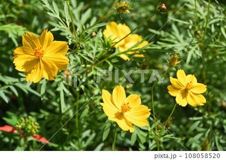 キバナコスモス（黄花秋桜） 108058520