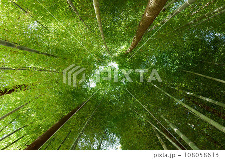 竹林を見上げる 108058613