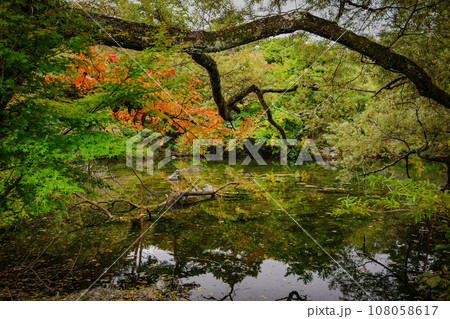 水面に映る紅葉 水面に映る紅葉 108058617