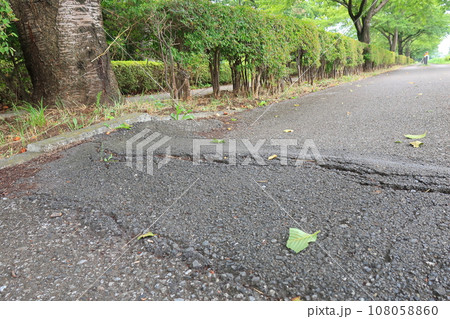 街路樹の根の成長で盛り上がってしまった歩道 街路樹の根の成長で盛り上がってしまった歩道 108058860