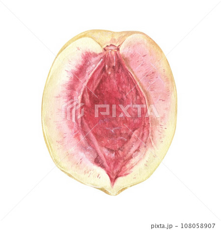 Half a pink Peach. Watercolor botanical illustration of fruit slice. Hand drawn single object on isolated white background. Painting of sweet food. Drawing of summer plant clip art Half a pink Peach. Watercolor botanical illustration of fruit slice. Hand drawn single object on isolated white background. Painting of sweet food. Drawing of summer plant clip art 108058907