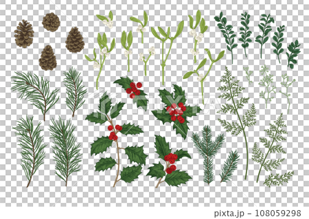 Set of Christmas plants. Vintage botanical illustration. Spruce, pine, holly, fern, eucalyptus seeds, boxwood. Colorful. 108059298