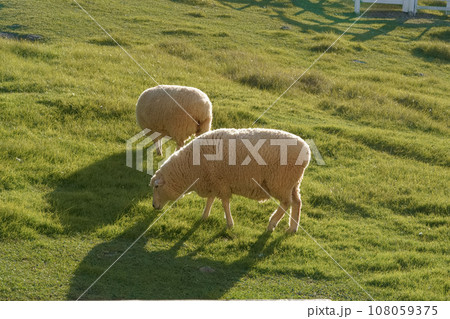 放牧された牧場で草を食む羊 108059375