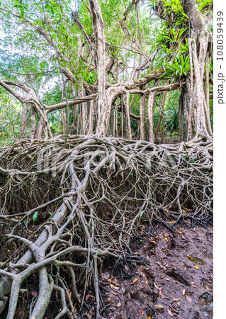 Massive banyan tree root system in rain forest, Sang Nae Canal Phang Nga, Thailand 108059439