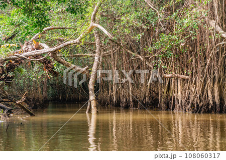 Banyan Tree and Mangrove forest in Sang Nae Canal Phang Nga, Thailand Banyan Tree and Mangrove forest in Sang Nae Canal Phang Nga, Thailand 108060317