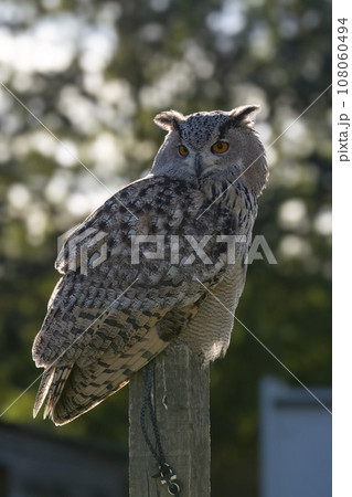 Eurasian Eagle-Owl perched against natural background 108060494