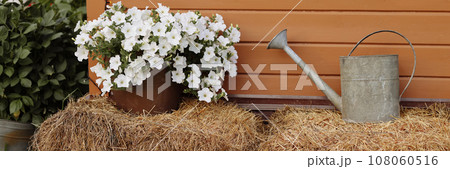 White petunias in a pot and a metal watering can on the hay White petunias in a pot and a metal watering can on the hay 108060516