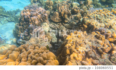 Beautiful coral reefs and colorful coral fish in Surin islands national park, Phang Nga, Thailand Beautiful coral reefs and colorful coral fish in Surin islands national park, Phang Nga, Thailand 108060551
