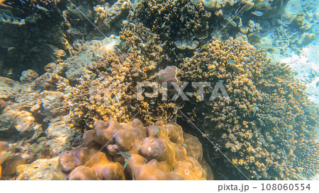 Beautiful coral reefs and colorful coral fish in Surin islands national park, Phang Nga, Thailand Beautiful coral reefs and colorful coral fish in Surin islands national park, Phang Nga, Thailand 108060554
