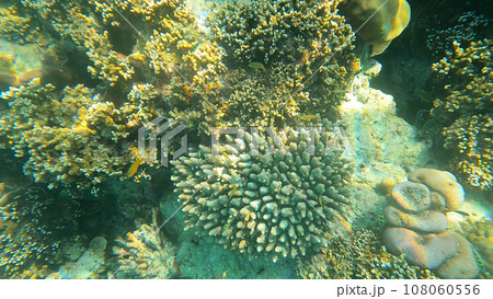 Beautiful coral reefs and colorful coral fish in Surin islands national park, Phang Nga, Thailand Beautiful coral reefs and colorful coral fish in Surin islands national park, Phang Nga, Thailand 108060556