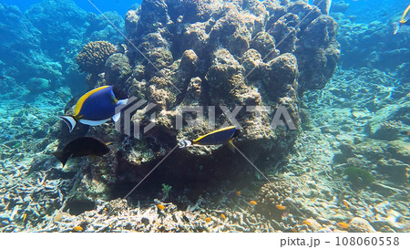 school of Powder blue Surgeonfish swimming in beautiful coral reef of Surin island national park, Phang nga, Thailand school of Powder blue Surgeonfish swimming in beautiful coral reef of Surin island national park, Phang nga, Thailand 108060558