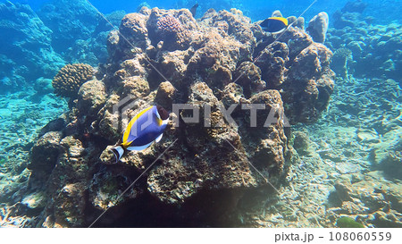school of Powder blue Surgeonfish swimming in beautiful coral reef of Surin island national park, Phang nga, Thailand 108060559