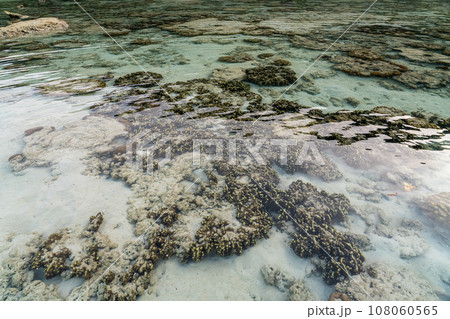 Living coral reef during low tide in Mai Ngam beach, Surin island national park, Thailand 108060565