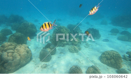 Snorkeling with Coral reefs and schools of colorful coral fish in Surin islands national park, Phang Nga, Thailand. Snorkeling with Coral reefs and schools of colorful coral fish in Surin islands national park, Phang Nga, Thailand. 108060642