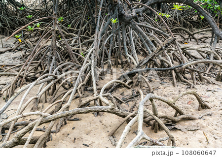 Close up mangrove tree roots system during low tide, Surin island national park, Thailand Close up mangrove tree roots system during low tide, Surin island national park, Thailand 108060647