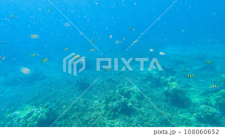 Snorkeling underwater experience with Coral reefs and schools of colorful coral fish in Surin islands national park, Phang Nga, Thailand Snorkeling underwater experience with Coral reefs and schools of colorful coral fish in Surin islands national park, Phang Nga, Thailand 108060652