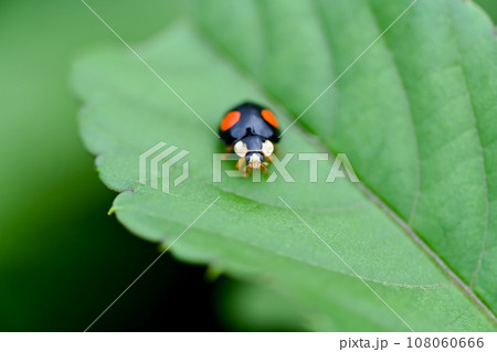 ナミテントウ 108060666