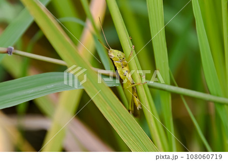 イナゴ 108060719