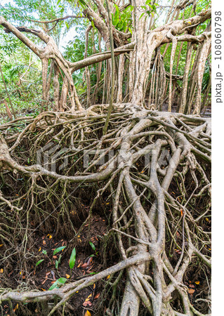 Massive banyan tree root system in rain forest, Sang Nae Canal Phang Nga, Thailand 108060798