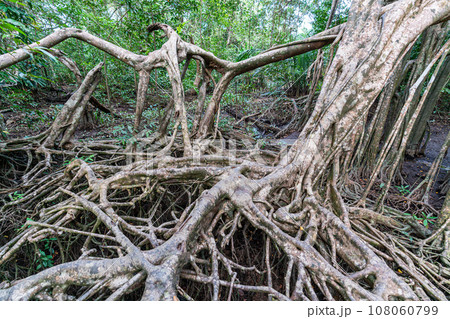 Massive banyan tree root system in rain forest, Sang Nae Canal Phang Nga, Thailand Massive banyan tree root system in rain forest, Sang Nae Canal Phang Nga, Thailand 108060799