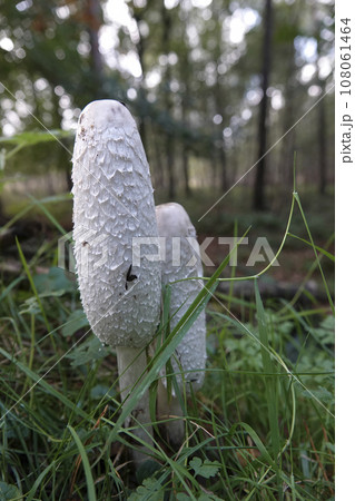 Vertical closeup on two emerging Lawyer's Wig, Shaggy Inkcap mushroom, Coprinus comatus 108061464