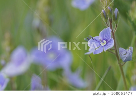 Closeup on the light blue flowers of the birds-eye speedwell, Veronica chamaedrys in the field Closeup on the light blue flowers of the birds-eye speedwell, Veronica chamaedrys in the field 108061477